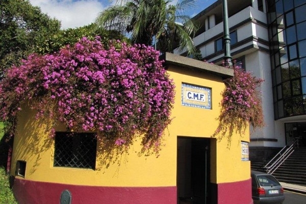 Centradénia