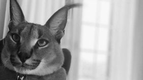 Nova peti&ccedil;&atilde;o pede "justi&ccedil;a" pelo "Bores"