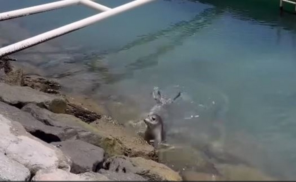 Lobo Marinho "visitou" a Marina da Calheta. Veja o vídeo de Bernardo Faria.