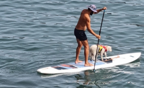 O que faz uma ovelha no mar? Será que sabe nadar?